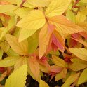 Spiraea japonica  'Gold Flame'
